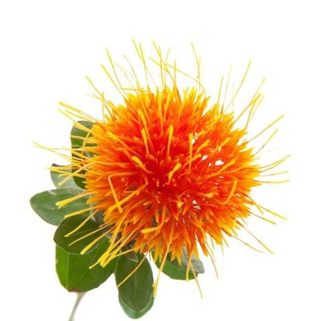 Wild saffron at Reduslim